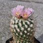 Preview: Gymnocactus grzegorzii